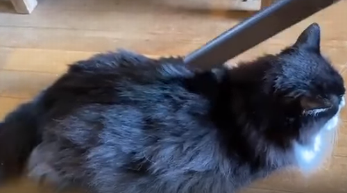 vacuum_cat.png