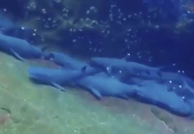 guy_filming_some_resting_sharks.png