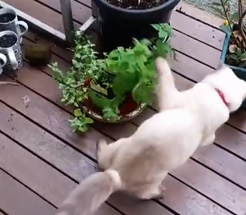first_meet_Catnip.png