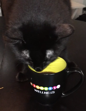 caffee_and_cat.png