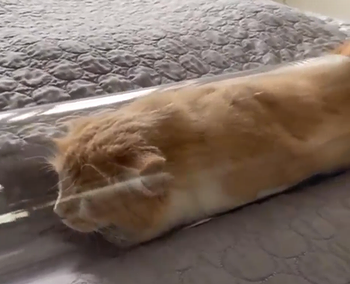 long_boi.png