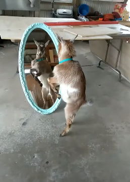 baby_goat_fights_with_himself.png