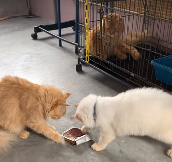 Cat_Refuses_to_Share_Food.png