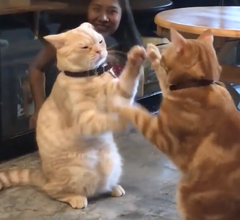 cat_cafe.png