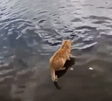 fish_hunter.png