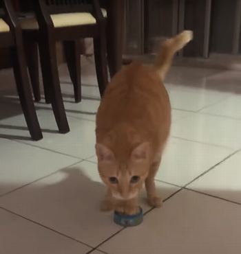 hungry_kitty.png