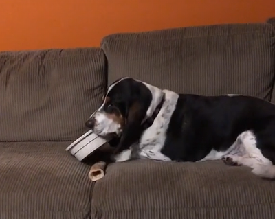 Dog_Carries_His_Bowl.png