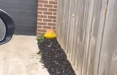 Holes_in_the_fence.png