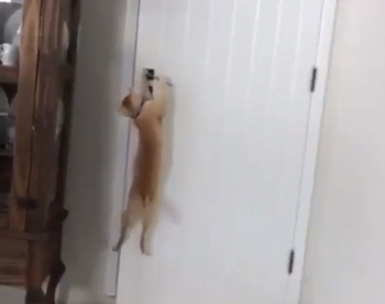 Clever_kitty.png