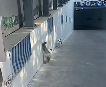 Cats_walking_together.png