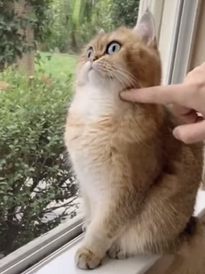 broken_cat.png