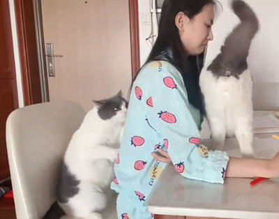 Disturbing_cats.png