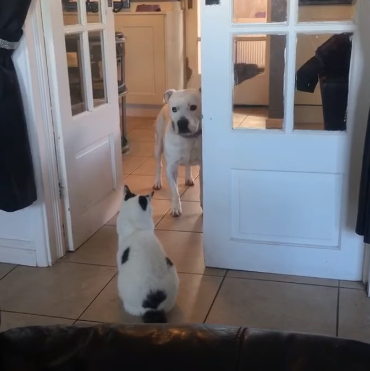 doggy_cant_get_past.png