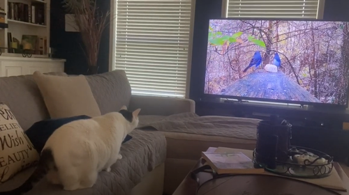 Cat_Jumps_Into_TV.png