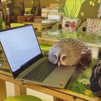 owls_are_cats.png
