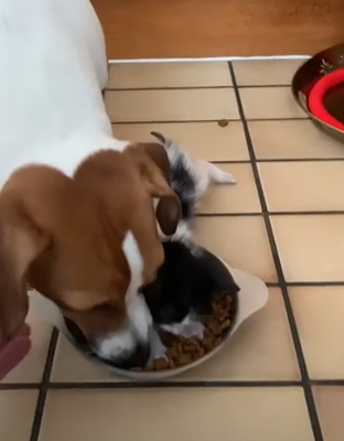 greedy_kitten.png