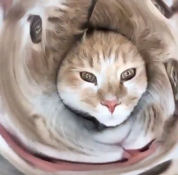cats_in_tunnles.png