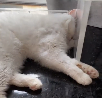 goodnight_cat.png