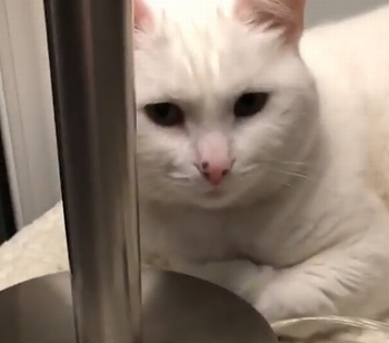 cats_and_touch_lump.png