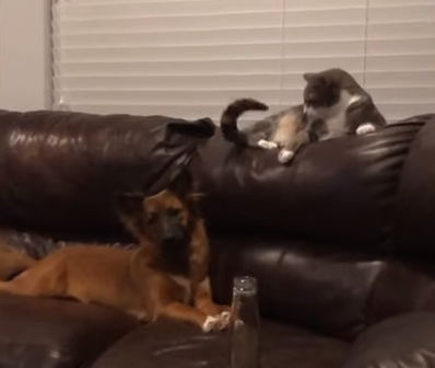cat_how_to_annoy_dog.png
