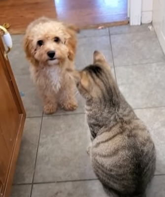 puppy_calls_on_bigger_dog.png
