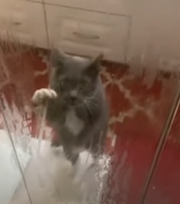 Cat_With_Separation.png