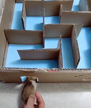 Hamster_solve_a_maze.png