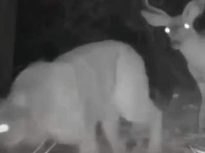 Predator_and_prey.png