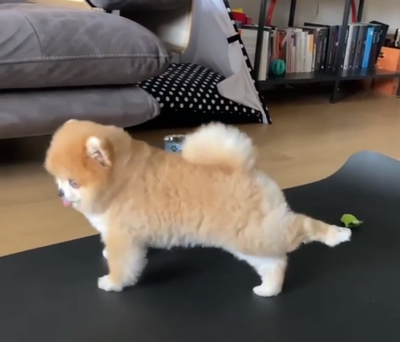 Perfect_yoga_partner.png