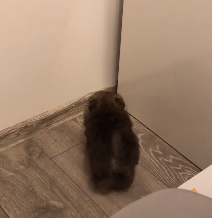 Pup_Makes_Tight_Squeeze.png