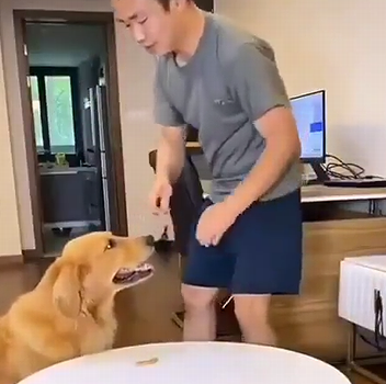 good_dog_and_bad_dog.png
