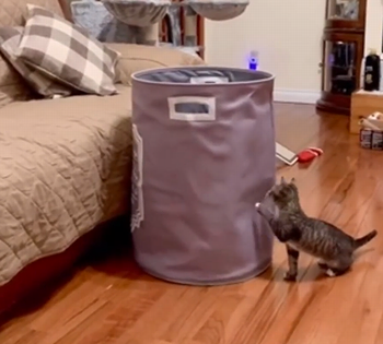 Charlie_loves_the_laundry.png