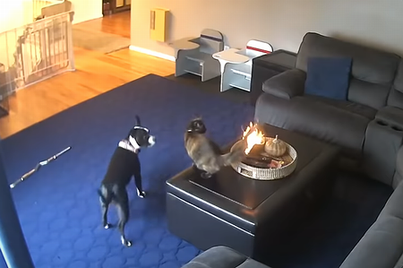 flaming_tail.png