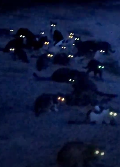 Glowing_Kitty_Eyes.png