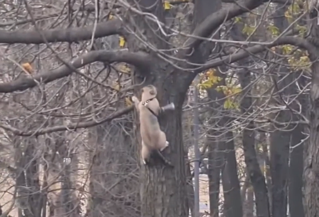 cat_relaxing_on_a_tree.png