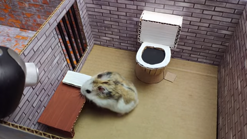 Hamster_Stories.png
