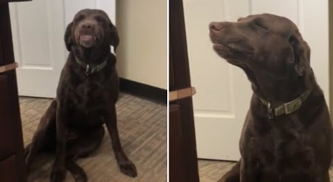 Extremely_guilty_doggy.png