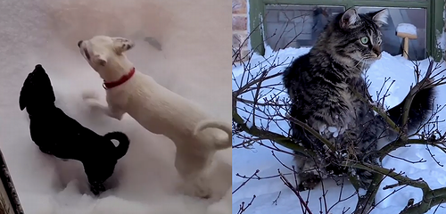 first_experience_with_snow.png