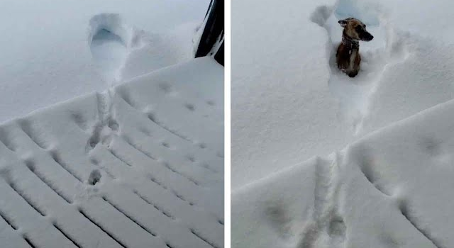 jumping_into_the_snow.png