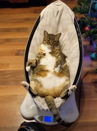 Cat_Relaxes_On.png