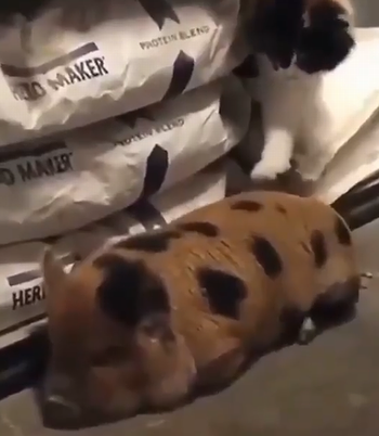 Bodega_Cat.png