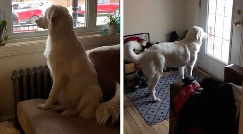 dog_waits_for_kits.png