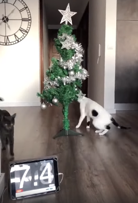 tree_tradition.png