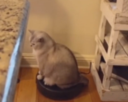 kitty_likes_the_roomba.png