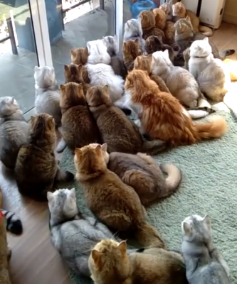 cat_house.png