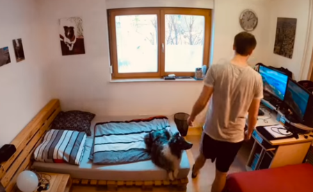 Intelligent_dog.png