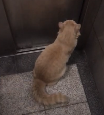 Clever_Kitty.png