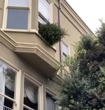 Guy_Throws_Christmas_Tree.png