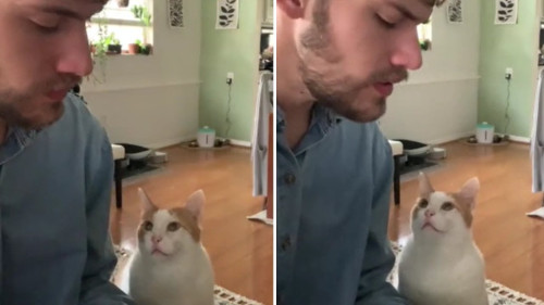 Cat_loves_owners_piano_playing.jpg