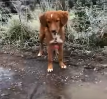dog_slips_and_rollls.png